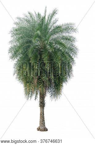 Single Phoenix Dates Palm Tree Isolated On White Background, Pinate Silver Leaf Of Palmae Plant Die 