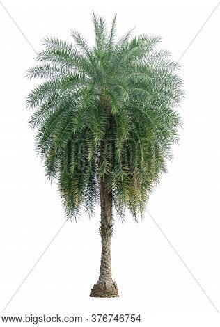 Single Phoenix Dates Palm Tree Isolated On White Background, Pinate Silver Leaf Of Palmae Plant Die 