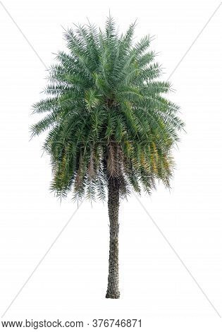 Single Phoenix Dates Palm Tree Isolated On White Background, Pinate Silver Leaf Of Palmae Plant Die 