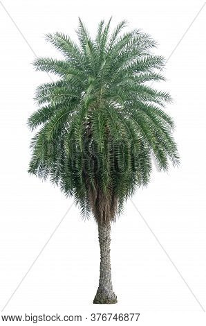 Single Phoenix Dates Palm Tree Isolated On White Background, Pinate Silver Leaf Of Palmae Plant Die 