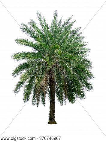Single Phoenix Dates Palm Tree Isolated On White Background, Pinate Silver Leaf Of Palmae Plant Die 