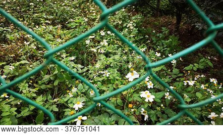 Tiny Flower Blosoom Under Sunlight, Pure White Petals And Yellow Pistil Blomming On Green Leaves Pla