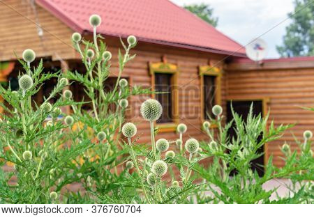 Echinops Or Thistle. Round And Spiky Flowers Of Echinops Sphaerocephalus (names: Glandular Globe-thi