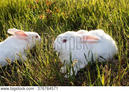 Meat Breed Rabbits. Two Pannon White Rabbits Are Sitting On The Green Grass. Two White Broiler Rabbi