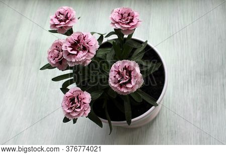 Pink garden carnation in a white planter on a wooden gray background. Concept of growing plants at h