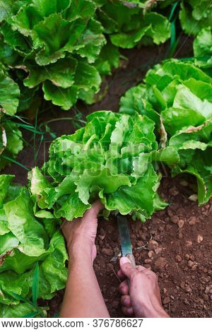 closeup of a young caucasian man collecting a butterhead lettuce in an organic orchard