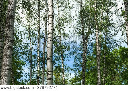 The White Trunks Of Birches. Birch Grove. Beautiful Summer Natural Background. A Real Russian Landsc