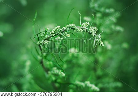 A Curved Branch Of Green Bitter Wormwood In A Thicket Of Greenery In The Summer.