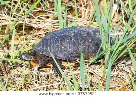 Blandings skildpadde (Emydoidea blandingii)