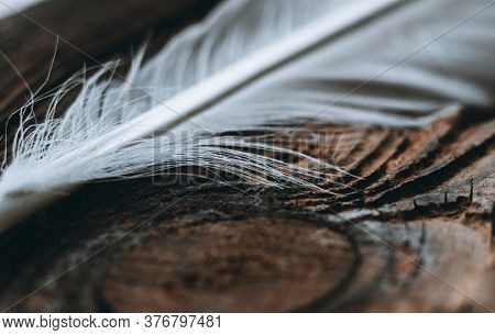 Close-up, Macro. View Of A Part Of A White Chicken Feather That Lies On A Wooden Background