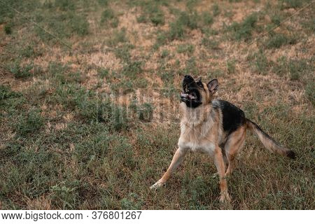 A German Shepherd Plays With Soap Bubbles. The Dog Catches Soap Bubbles With Its Mouth, Games With T