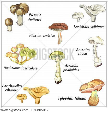 Set Of Mushrooms On A White Background. Forest Collection Of Pale Grebe, Gall Mushroom, Chanterelle 
