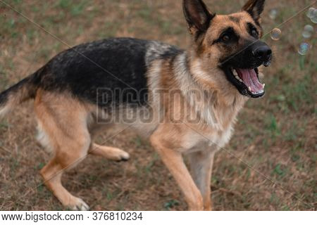 A German Shepherd Plays With Soap Bubbles. The Dog Catches Soap Bubbles With Its Mouth, Games With T