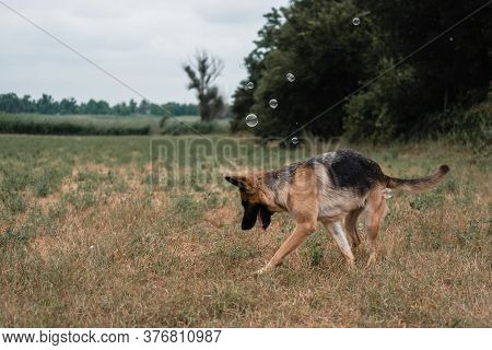 A German Shepherd Plays With Soap Bubbles. The Dog Catches Soap Bubbles With Its Mouth, Games With T