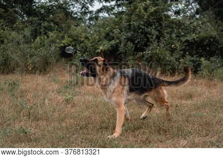 A German Shepherd Plays With Soap Bubbles. The Dog Catches Soap Bubbles With Its Mouth, Games With T