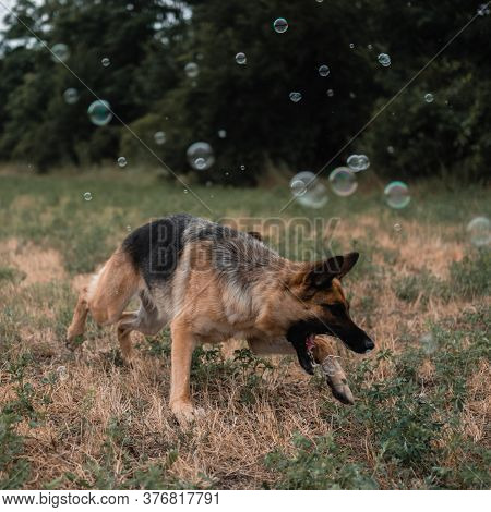 A German Shepherd Plays With Soap Bubbles. The Dog Catches Soap Bubbles With Its Mouth, Games With T