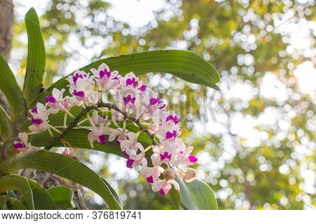 Pink And White Orchids Flower On A Green And White Bokeh Background.orchid Flowers Taken At An Exhib