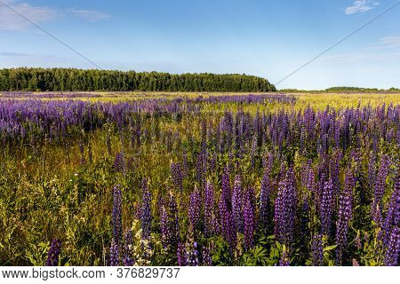 Lupinus Field With Pink Purple, Blue And Violet Flowers. Lupinus Meadow. Summer Flowers Background.