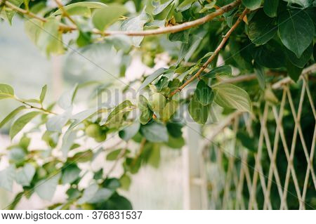 Green Persimmon Fruit On The Branches Of The Tree.