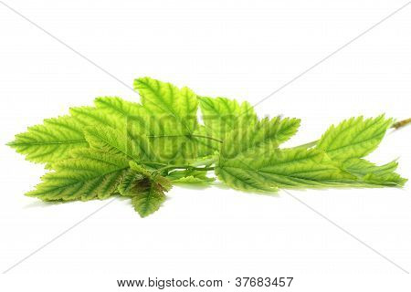 Tak met groene bladeren
