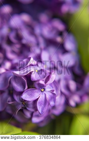Beautiful Flowering Branch Of Lilac Flowers Close-up Macro Shot With Blurry Background. Spring Natur