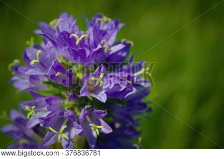 Prunella Vulgaris Single Flower, Medicinal Plant, Close Up.