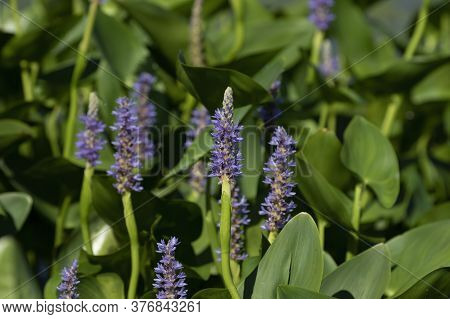 Pickerel Weed Flower - Pontederia Cordata In Native American Flower