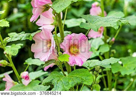 Fresh Big Pink Malva Flowers On Green Leaves Background In The Garden In Summer.
