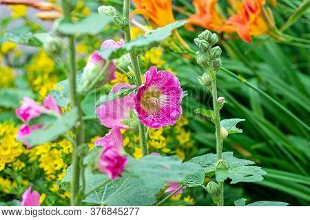 Fresh Big Pink Malva Flowers On Green Leaves Background In The Garden In Summer.