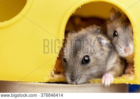 Small Gray Jungar Hamster Rats In Yellow Home Cage.