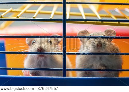 Small Gray Jungar Hamster Rats In Yellow Home Cage.