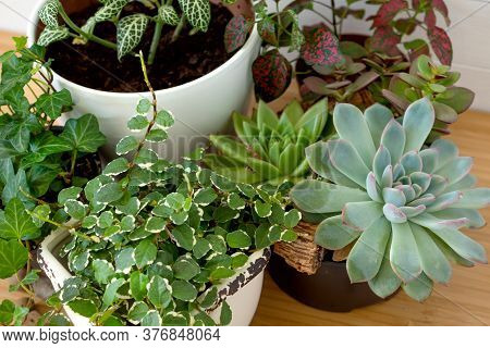 Collection Of Various Indoor Plants - Fittonia, Hypoestes, Succulents, Ficus Pumila White Sunny, Hed