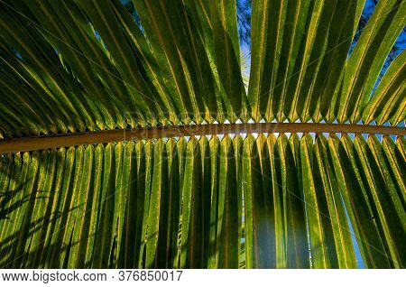 Single Giant Palm Frond In French Polynesia