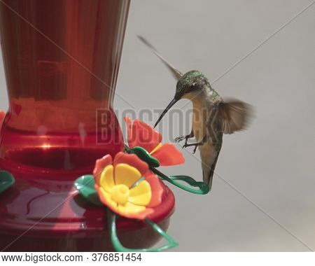 Female Ruby-throated Hummingbird Appears To Be Be Hovering On Its Tails At A Feeder.
