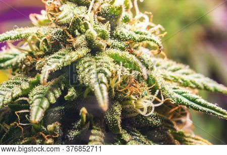 Close Up Macro Of Female Cannabis Flower With A High Production Of Cannabinoid Resin