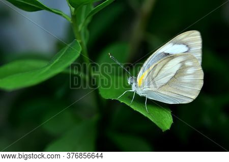 Appias Libythea Butterfly, The Striped Albatross Is A Small Butterfly Of The Family Pieridae