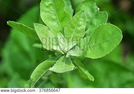 Pluchea Indica Is A Species Of Flowering Plant In The Aster Family, Asteraceae. Its Common Names Inc