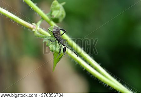 The Young Squash Bug Anasa Tristis On Little Green Leaf