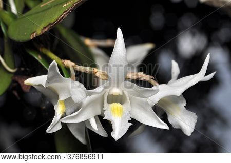 Nature White Dendrobium Crumenatum Or Pigeon Orchid In Garden