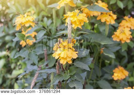 Crossandra Infundibuliformis Or Firecracker Flower Bloom With Sunlight In The Garden On Blur Nature 