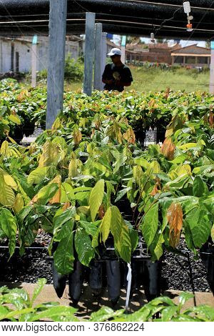 Itamaraju, Bahia / Brazil - September 4, 2008: Nursery Of Cocoa Seedlings Resistant To Brucha Broom 