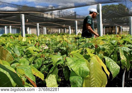 Itamaraju, Bahia / Brazil - September 4, 2008: Nursery Of Cocoa Seedlings Resistant To Brucha Broom 