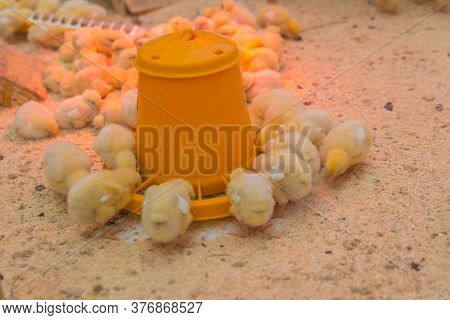 Small Yellow Chickens Eat On The Farm