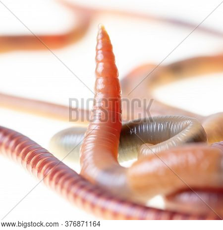 Earthworm Isolated On A White Background. Macro