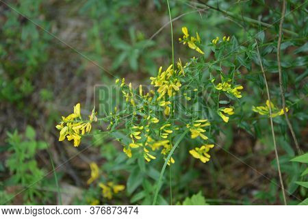 Flowers Yellow Genista Tinctoria.flowering Dyers Broom (genista Tinctoria).