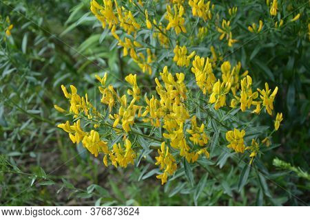 Flowers Yellow Genista Tinctoria.flowering Dyers Broom (genista Tinctoria).