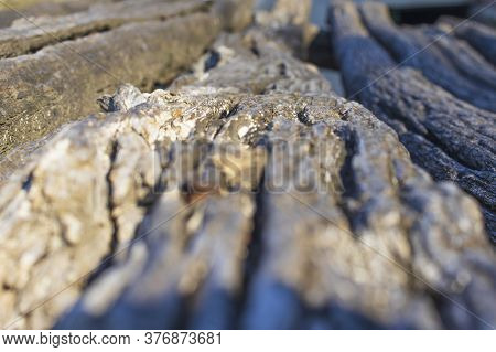 Deep Shot Of Old Cut Wood Log