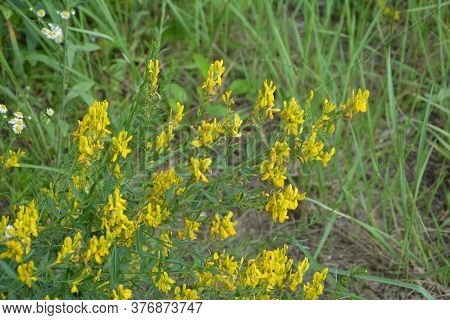 Flowers Yellow Genista Tinctoria.flowering Dyers Broom (genista Tinctoria).