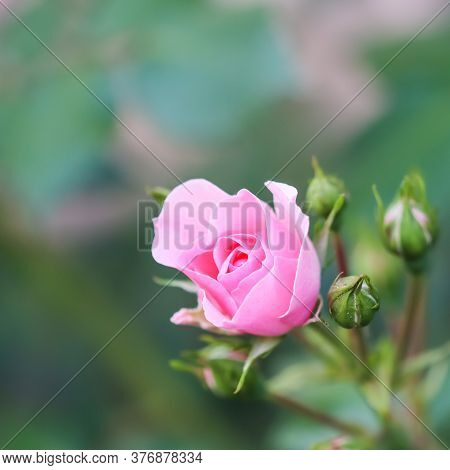 Soft Pink Rose Bonica With Buds In The Garden. Perfect For Background Of Greeting Cards For Birthday