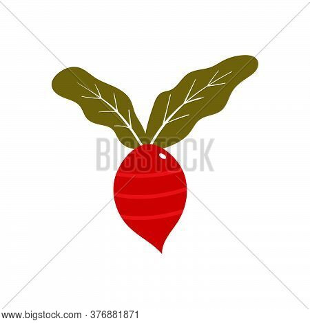 Red Radish Vector Design Template Illustration
